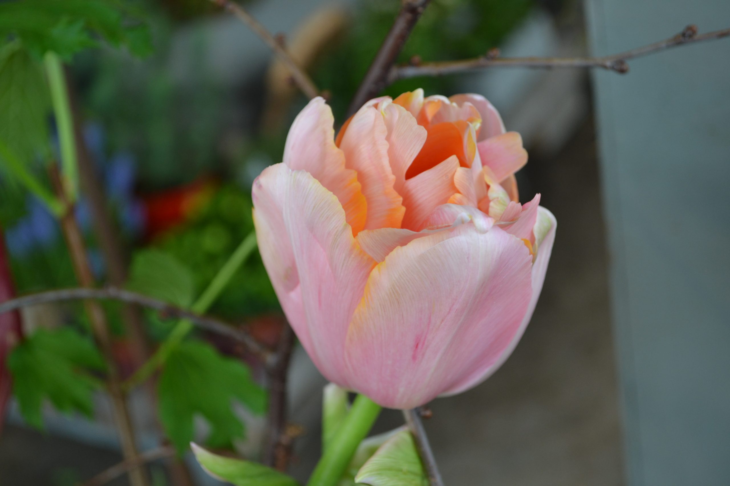 lente tulpen boeket bezorgen